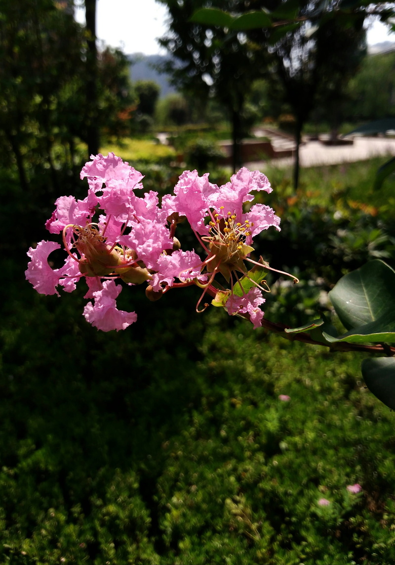 springtime, purple, nature, freshness, plant, growth, bunch of flowers, close-up, flower head, flowering plant, beauty in nature, vulnerability, flower