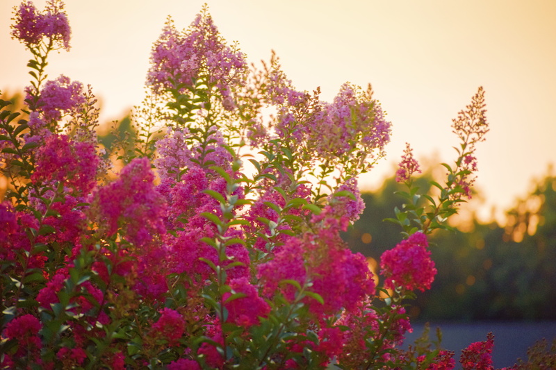 crape myrtle, davies designs photography, tree, flower head, plant, beauty in nature, spring, flowering, tranquility, bushes, sunlight, flower, 5K, day