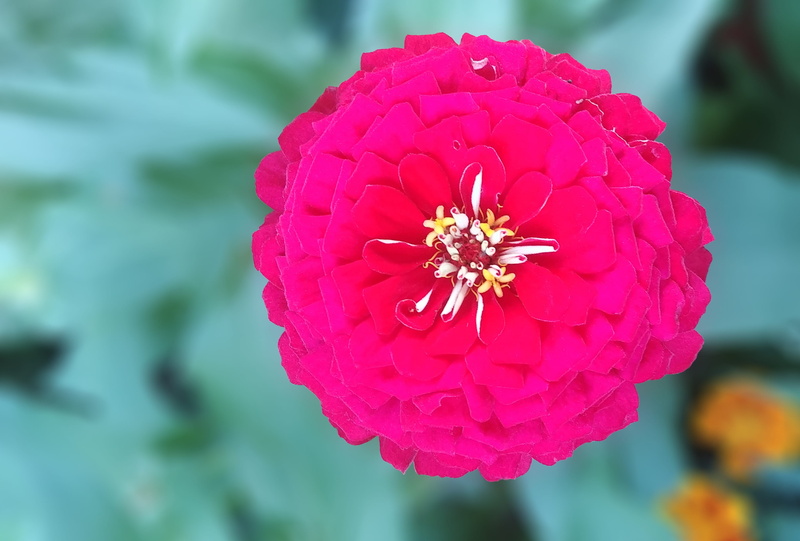 day, korea, freshness, pollen, growth, 2K, flower head, focus on foreground, red, flowering plant, beauty in nature, springtime, pink color, red flower