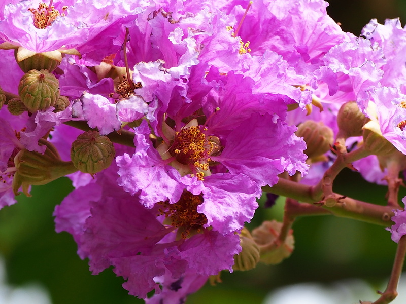 freshness, outdoors, beauty in nature, plant, petal, cherry blossom, inflorescence, bunch of flowers, blossom, big flower, nature, fragility, springtime