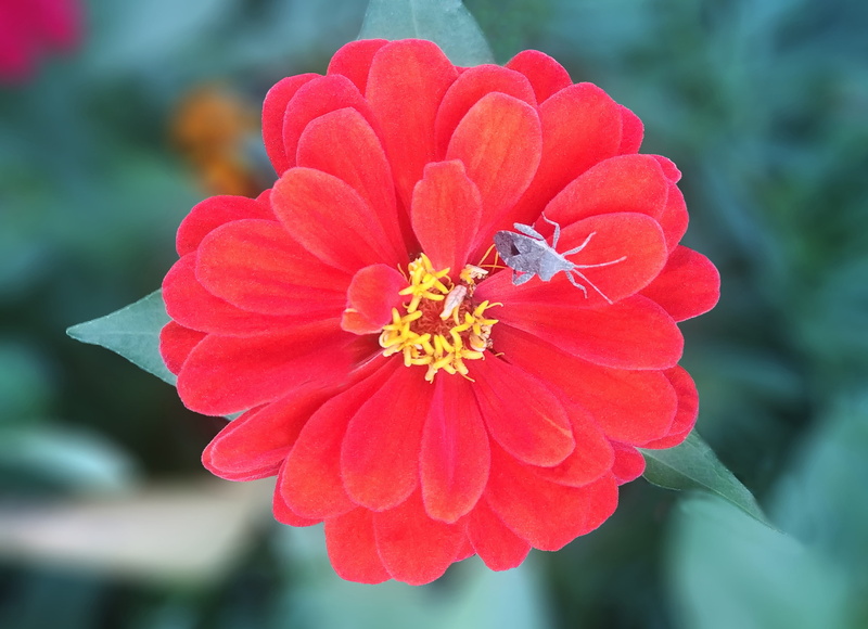 fragility, animal themes, flower head, animals in the wild, growth, invertebrate, animal, pollen, pollination, korea, 2K, vulnerability, insect, flowering plant