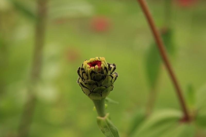 focus on foreground, nature, wilted plant, flower head, outdoors, plant, no people, bud, fragility, close-up, 4K, autumn, freshness, day, beauty in nature