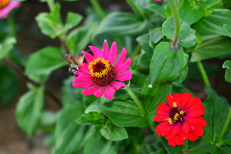 close-up, no people, petal, growth, 2K, fragility, inflorescence, insect, flower, pink, pollination, dream park, abstract, red, the hive, animal themes
