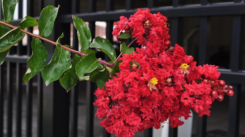 1080P, Flower, Crape Myrtle, Flowers