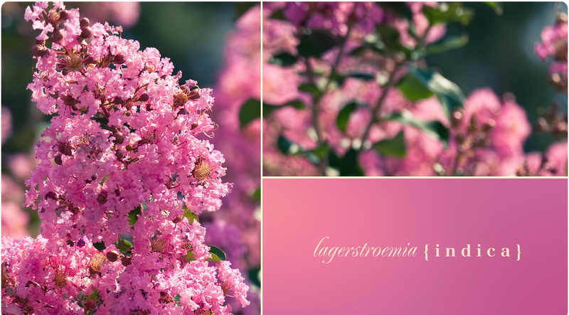 Flowers, Lagerstroemia Indica, 2K, crape, freshness, text, flower head, Sunshine, lilac, pink color, indica, purple, fragility, nature, botany, plant