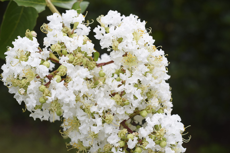 floral, botany, nature, flower head, green, myrtle, outdoors, vintage, brown, flowering plant, united states, crape myrtle, fragility, bunch of flowers