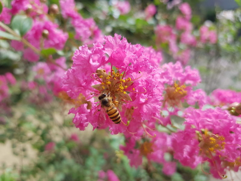 vulnerability, animals in the wild, no people, bee, freshness, petal, crape myrtle, pollination, springtime, beauty in nature, flowering plant, animal themes