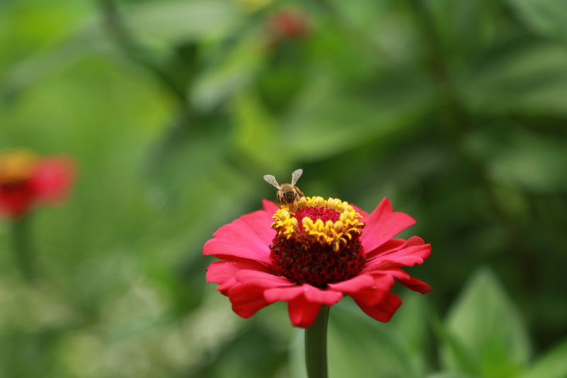 pollination, invertebrate, plant, zinnia, nature, freshness, crape myrtle, no people, 5K, red, flower head, petal, close-up, flower, day, flowers, inflorescence