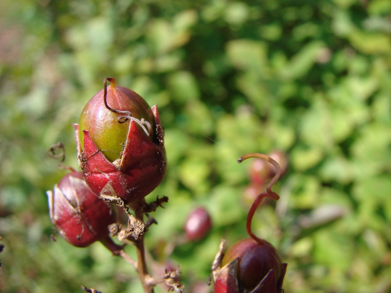 freshness, close-up, nature, crepe, crape, red, healthy eating, no people, focus on foreground, crepe myrtle, green color, 2K, leaf, fruit, flora, plant