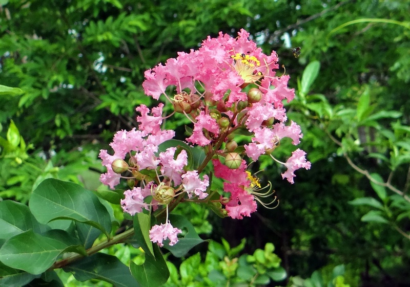nature, softness, freshness, flower, flower head, india, growth, focus on foreground, plant, leaf, petal, green color, fragility, spring, pink, close-up