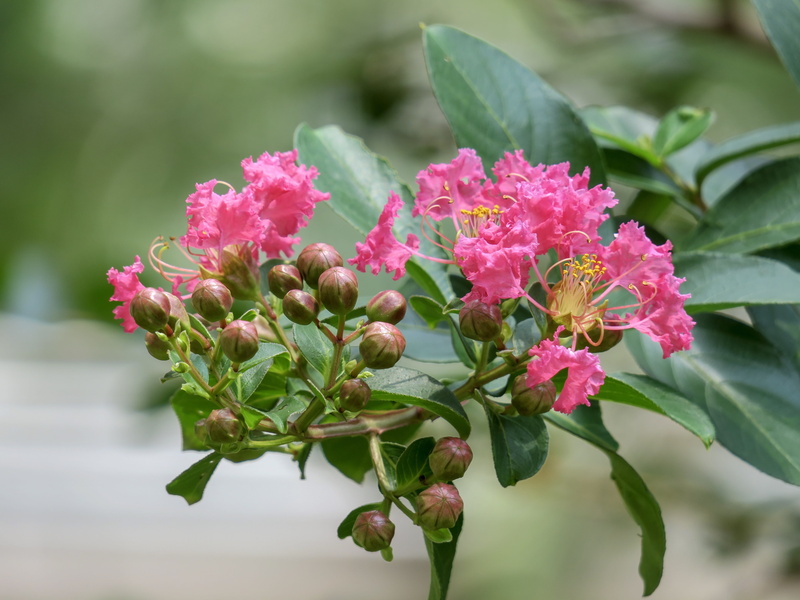 hong kong, focus on foreground, pink color, crape myrtle, natural, plant part, plant, flower, wild flowers, hua xie, 繽 紛, flowering plant, inflorescence