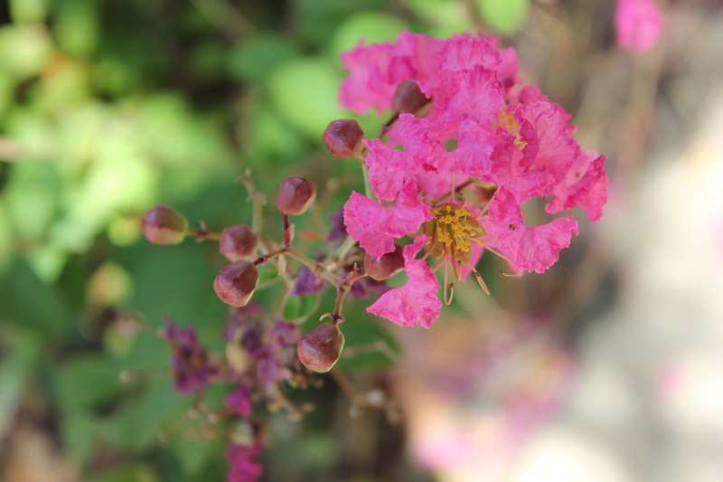 Flower, 1080P, Flowers, Crape Myrtle
