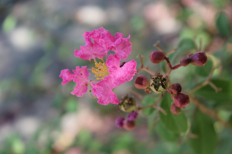Flower, Flowers, Crape Myrtle, 1080P
