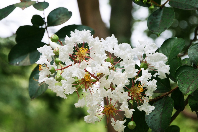 petal, no people, spring, vulnerability, plant part, white color, thursday crape myrtle, growth, now us, bunch of flowers, pollen, lagerstroemia indica