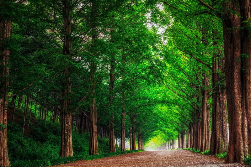 nature, south, 1080P, metasekvoya, landscape, alley, forest, korea, trees, road