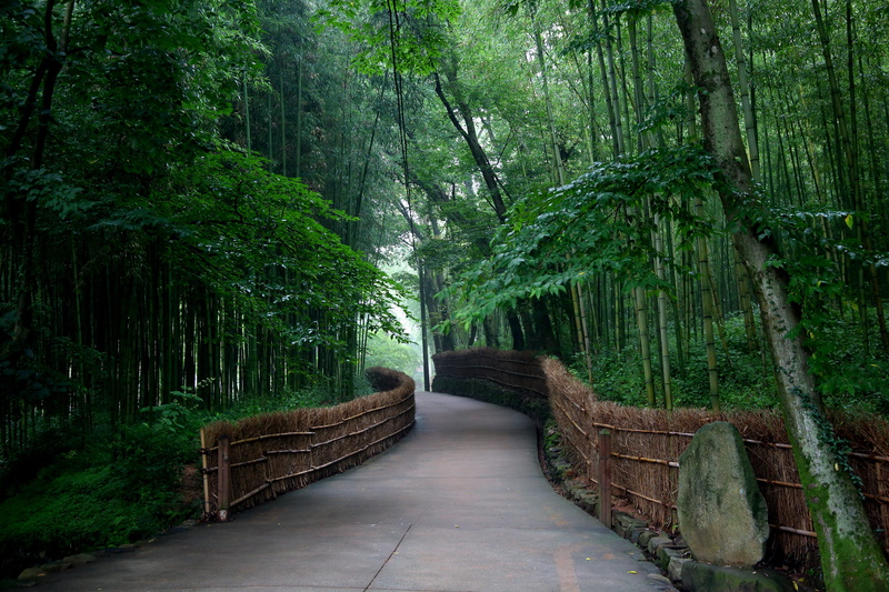 surrounded, forest, bamboo - plant, land, footpath, tranquil scene, flowerbed, non-urban scene, tree, the way forward, road, no people, trees, scenics - nature