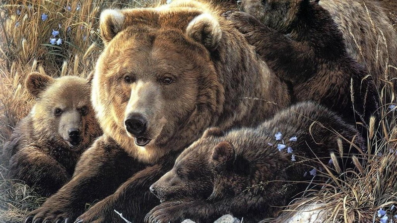white bear, grizzly bear, black bear, animals, 1080P, mum, nature, wildlife, cubs