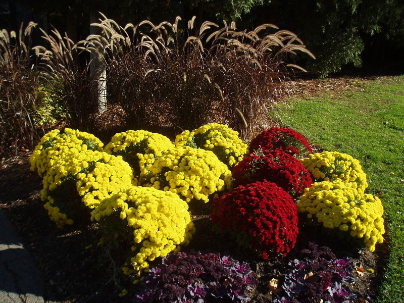 colours, autumn finery, quiet corner, fall beauties, mums, 3d and abstract, 1080P