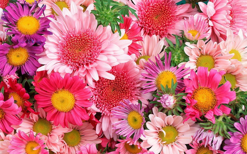 flowers, red, 1920x1200, daisies, cluster, crysanthemum, 1080P, petals, daisy, purple, colorful, pink, mums