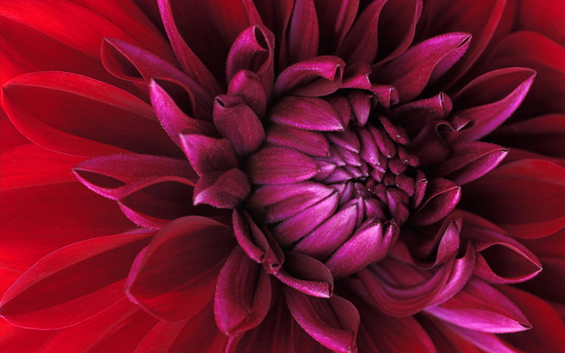jpg, buds, bloom, flower, mums, pretty, 1080P, 3d and abstract