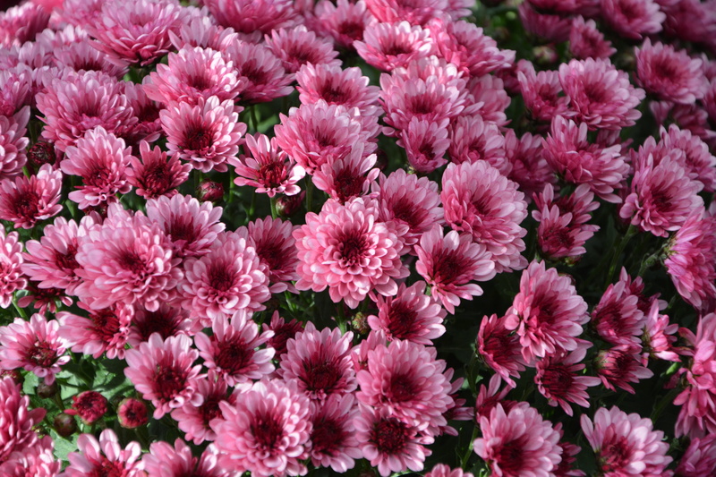 nature, bunch of flowers, flower, petal, flowering plant, inflorescence, flowers fall, growth, pink purple, toussaint, fragility, day, flowers, 5K, abundance