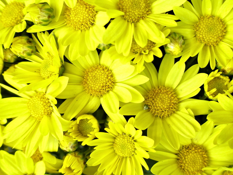 autumn, freshness, 1080P, growth, cheerful, no people, petal, outdoors, inflorescence, flower, pollen, accent, well, bright, plant, vulnerability, gardens