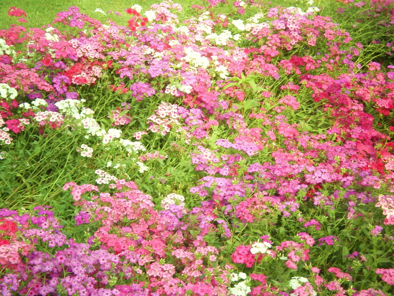 pink, flower, white, purple, hd, nature, 2K, mums, flowers