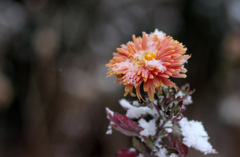 blossoming, freshness, chrysanthemum, flower Head, macro, beauty In Nature, formal Garden, day, orange, leaf, pollen, mums, green Color, bud, pink Color