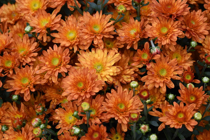 day, close-up, flower head, mums, autumn, nature, daisy, plant, petal, vulnerability, fall, flowers, fragility, flower, backgrounds, abundance, flowering plant