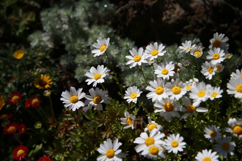 close-up, nature, beauty in nature, day, garden, plant, flower head, chrysanthemum, fragility, flowering plant, gujeolcho, freshness, yellow, no people
