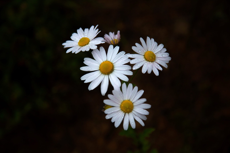 plants, flower head, daisy, yellow, 5K, focus on foreground, white flowers, growth, flowers, their mums, wildflower, petal, gujeolcho, white color, inflorescence