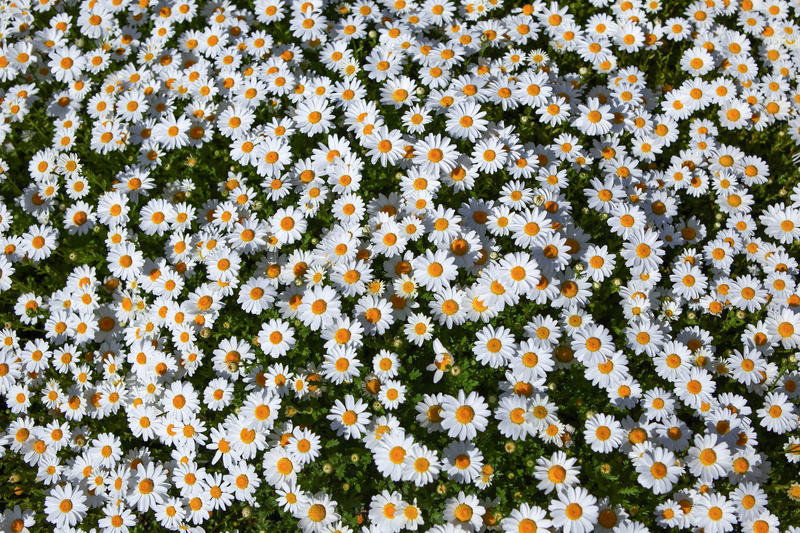 close-up, flower head, 4K, textile, floral, beautiful, daisy, pattern, no people, white, day, vulnerability, fragility, beauty in nature, high angle view