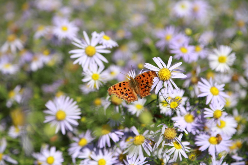 butterfly - insect, nature, 5K, insect, outdoors, beauty in nature, plant, inflorescence, flower, animal wing, daisy, vulnerability, growth, plants, invertebrate