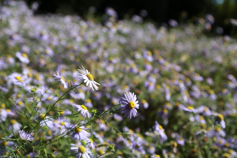 selective focus, freshness, fragility, land, chrysanthemum, pollination, gujeolcho, flower head, vulnerability, outdoors, purple, flowering plant, day