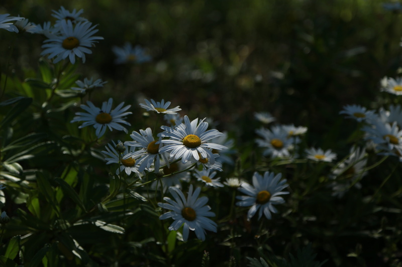 growth, nature, plants, flowering plant, outdoors, freshness, vulnerability, focus on foreground, inflorescence, close-up, flowers, selective focus, fragility