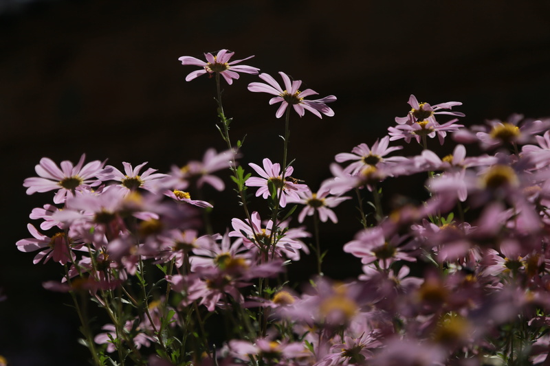 petal, flowering plant, no people, close-up, plant, inflorescence, outdoors, day, plants, chrysanthemum, flowers, nature, selective focus, plant stem, pink color