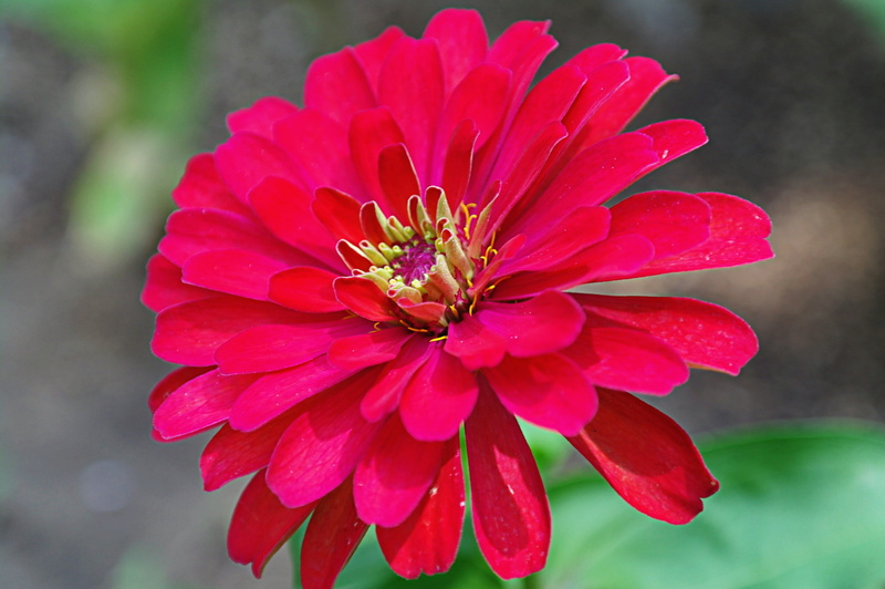 pollen, flowering plant, red, freshness, pink, petal, plant, flowers, plants, affix, gazania, sunflower, fragility, beauty in nature, vulnerability, gujeolcho