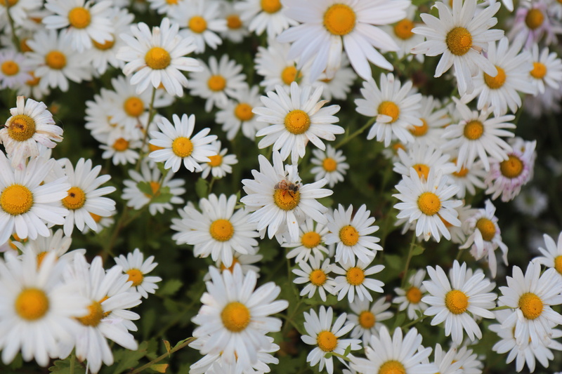 backgrounds, Nature, Autumn, pollen, flower, petal, daisy, inflorescence, freshness, vulnerability, growth, flowerbed, flower head, no people, high angle view