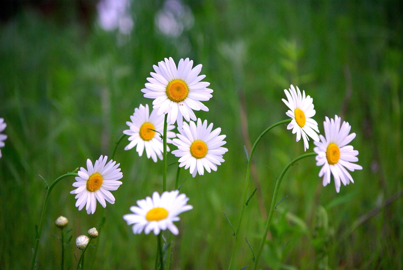flower head, flowers, shasta did not, flowerbed, gujeolcho, growth, beauty in nature, flower, flowering plant, plants, springtime, inflorescence, hayfields