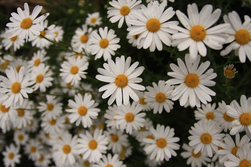pollen, plant, flower, beauty in nature, gujeolcho, growth, autumn, petal, inflorescence, full frame, chrysanthemum, backgrounds, white flower, daisy, no people