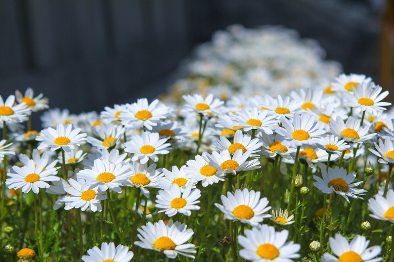 autumn, fragility, summer, no people, uncultivated, petal, selective focus, flowering plant, garden, photo, gujeolcho, their mums, white, flowers, inflorescence
