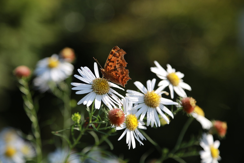 animal wildlife, no people, fall flowers, beauty in nature, insects, animal wing, outdoors, freshness, flowers, one animal, gujeolcho, petal, fragility