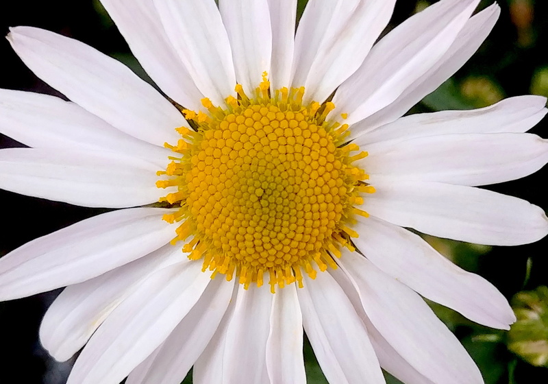 growth, outdoors, white flower, asteraceae, fall flowers, nature, inflorescence, pollen, daisy, gazania, springtime, petal, mom flower, plant, beauty in nature