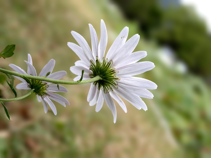 inflorescence, close-up, flower, freshness, day, fragility, korea, nature, flower head, focus on foreground, vulnerability, white flower, no people, white color
