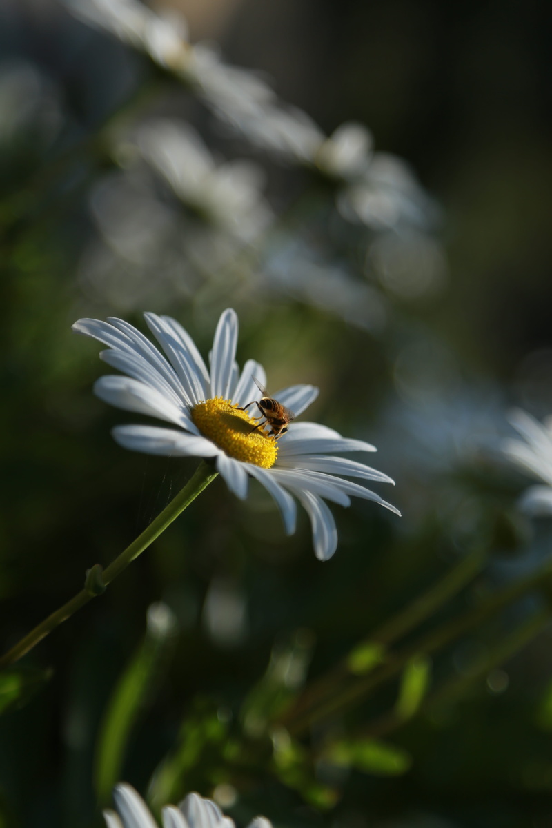 fragility, focus on foreground, plants, chrysanthemum, vulnerability, flower head, beauty in nature, white color, animal themes, gujeolcho, growth, plant