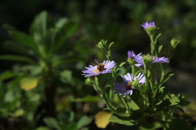 growth, pollen, flowers, inflorescence, fragility, no people, flowering plant, butterfly, plants, wildflower, petal, fall flowers, white, pollination, vulnerability