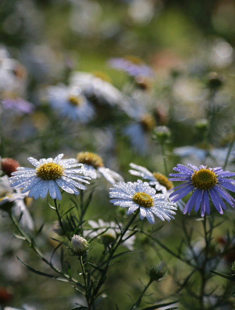 fragility, gujeolcho, day, close-up, outdoors, wildflower, white, beauty in nature, white color, chrysanthemum, fall flowers, no people, petal, plants