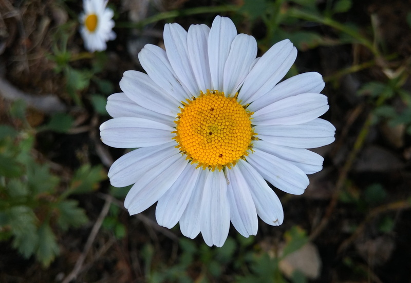 wildflower, 2K, freshness, flower, vulnerability, gujeolcho, flowering plant, growth, white flowers, sejong city, flowers, beauty in nature, fragility