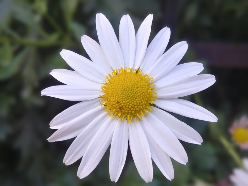 flower head, inflorescence, beauty in nature, no people, day, the spirit level history, daisy, white, fragility, freshness, white flowers, white flower