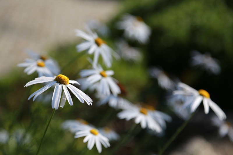 fragility, day, flowers, close-up, flower, inflorescence, gujeolcho, flower head, freshness, plants, focus on foreground, fall flowers, daisy, 5K, chrysanthemum